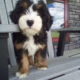 Carson - Tri-color male Bernedoodle puppy in Mint Hill, North Carolina from DoodleForever