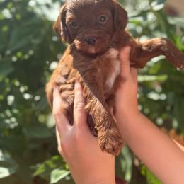Gucci - Red male Cavapoo puppy in Ashland, Kentucky from Still Waters Farm