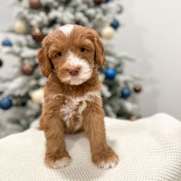 Woodstock - Caramel cream male Australian Labradoodle puppy in Palmdale, California from Pixie Doodle Paws