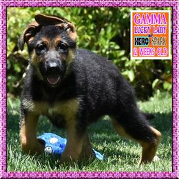 GAMMA - Black and red female German Shepherd puppy in Murrieta, California from Diamond Oaks German Shepherds