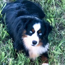 Roo - Toy Australian Shepherd