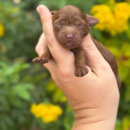 Clover - Red female Cockapoo puppy in Pledger, Texas from Sugarbear Cockapoos