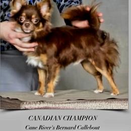 Chihuahua All Grown Up from Cane River Chihuahuas
