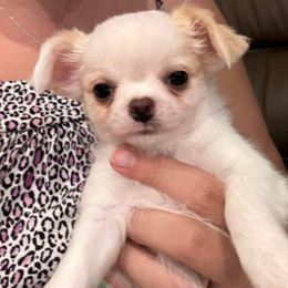 Chihuahua Puppies from Blissful’s Chihuahuas