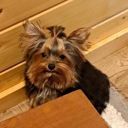 OAKLEY - Yorkshire Terrier