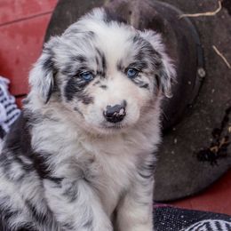 American Corgis, Australian Cattle Dogs, Miniature Australian Shepherds, and Pembroke Welsh Corgis from BarHigh711