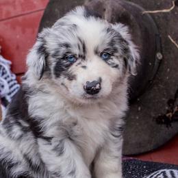 American Corgis, Australian Cattle Dogs, Miniature Australian Shepherds, and Pembroke Welsh Corgis from BarHigh711