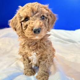 Golden Boy - Red male Bernedoodle puppy in Anchorage, Alaska from Cascade Country Doodles