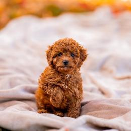 Cavapoo Puppies from Family Raised Mini Cavapoos