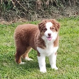 Australian Shepherd Puppies from Shadowood Australian Shepherds