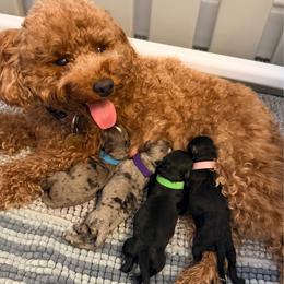 Bogie - Black and white male Aussiedoodle puppy in Davie, Florida from Miami Mini Doodles