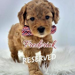 Frederick - Apricot male Goldendoodle puppy in Humboldt, Minnesota from Sister Doodles