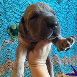 Patriot - Blue brindle male Great Dane puppy in Rosharon, Texas from Parker's Great Danes