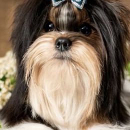 Biewer Terriers and Yorkshire Terriers from Prestigious Pups