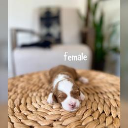Girl 2 - Red  female Goldendoodle puppy in Glendale, Arizona from Follow Your Bliss Doodles