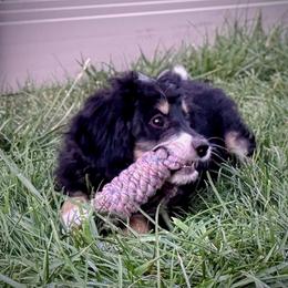 Tamale - Tri-color female Bernedoodle puppy in Roy, Utah from Doodles are Amazing