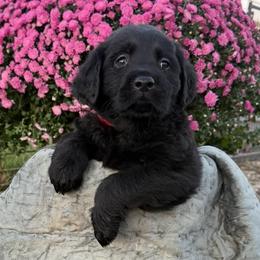 Promise (Longcoat) - Black male Labrador Retriever puppy in Baldwin City, Kansas from Hedge Lane Labradors