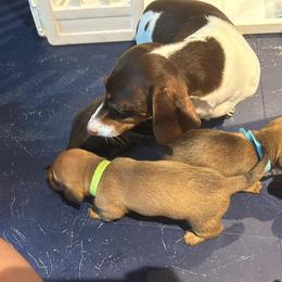 Dachshund All Grown Up from Always Darling Dachshunds
