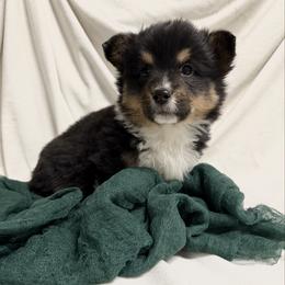 Frosty - Black and tan male Pembroke Welsh Corgi puppy in Bloomfield, Iowa from Beebe’s Corgis