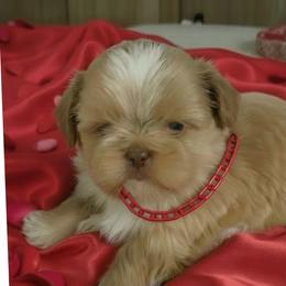 Stud Muffin - Gold and white male Shih Tzu puppy in Port Orchard, Washington from Buttons N Bows