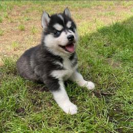 Cookie - Black and white female Siberian Husky puppy in Elkin, North Carolina from Blue Ridge Shadow Huskies