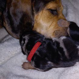 American Leopard Hound Puppies from Black Dragon Hounds