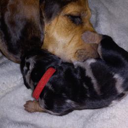 American Leopard Hound Puppies from Black Dragon Hounds