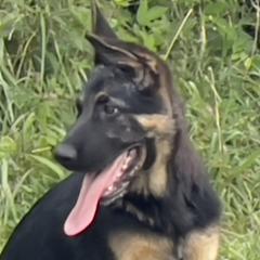 Einstein - Bi-color German Shepherd puppy in Tennessee from StoneWall