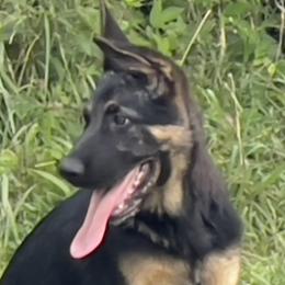 Einstein - Bi-color German Shepherd puppy in Tennessee from StoneWall