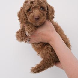 Australian Labradoodle Puppies from New England Labradoodles