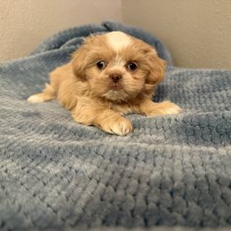 Cream and White 2 - Cream and white female Shih Tzu puppy in Running Springs, California from Amanda's Shih Tzus