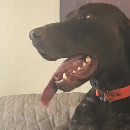 Sam - German Shorthaired Pointer