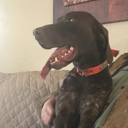 Sam - German Shorthaired Pointer