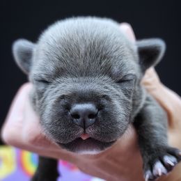 Cardamom - Blue male Staffordshire Bull Terrier puppy in Dallas, Texas from Wild Blue Staffords