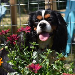 Bella - Cavalier King Charles Spaniel