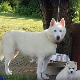 Luna - Siberian Husky