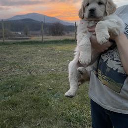 Golden Retriever Puppies from Columbia Ridge Goldens