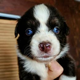Dove - Red tri-color female Australian Shepherd puppy in Fultonville, New York from Sandy Aussies & Pomeranians
