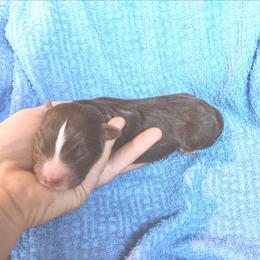 Boy 3 - Red tri-color male Australian Shepherd puppy in Sultan, Washington from Van Huitt Australian Shepherds