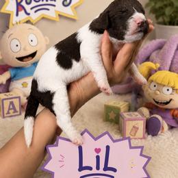 Lil - Parti female Poodle puppy in Spring Hills, Florida from The Olympus Standard Poodle
