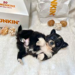 Soufflé - Black and white male Pomsky puppy in Sanbornton, New Hampshire from Kristie’s Husky Haven