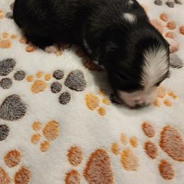 Toy Australian Shepherd Puppies from Crazy Aussie Chaos