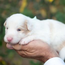 Sunni - Gold female Border Collie puppy in Conway, Missouri from 2J 2K Border Collies | Maremma Sheepdogs