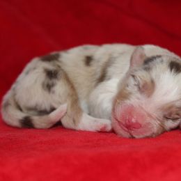 Headline - Red merle male Australian Shepherd puppy in Watkins, Colorado from FoxRest Australian Shepherds
