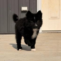 Espresso - male Nenets Herding Laika puppy in Rockville, Maryland from Skais the Limit