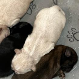 Girls - Liver and white female Shih Tzu puppy in Boaz, Alabama from Happy Haven Farm