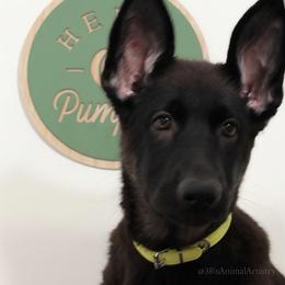 Odette - Black and cream female German Shepherd puppy in De Land, Florida from 3B’s Animal Artistry