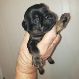 Taz - Black and tan male Brussels Griffon puppy in Nc, Florida from Brusseluv2