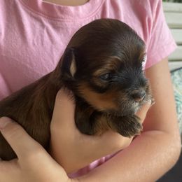Girl 1 Zenna - Red sable female Havanese puppy in Falkville, Alabama from Nanas Havanese