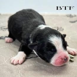 Faint mint collar - Black tri female Miniature Australian Shepherd puppy in Brooker, Florida from Triple Branch Aussies